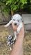 Dalmatian Puppies for sale in San Antonio, Texas. price: $250