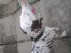 Dalmatian Puppies for sale in Kolhapur, Maharashtra 416001, India. price: 6000 INR