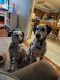 Dalmatian Puppies for sale in North Syracuse, New York. price: $750