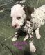 Dalmatian Puppies for sale in Lawrence, Michigan. price: $900