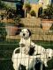 Dalmatian Puppies for sale in Tucson, AZ, USA. price: NA