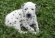 Dalmatian Puppies for sale in Salt Lake City, UT, USA. price: $300