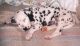 Dalmatian Puppies for sale in Meerut, Uttar Pradesh, India. price: 3500 INR