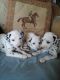 Dalmatian Puppies for sale in Round Rock, TX, USA. price: NA