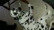 Dalmatian Puppies for sale in New Florence, PA 15944, USA. price: NA