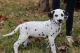 Dalmatian Puppies for sale in Seattle, WA, USA. price: NA