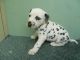 Dalmatian Puppies for sale in South Miami, FL, USA. price: NA