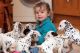 Dalmatian Puppies for sale in Honolulu, HI, USA. price: NA