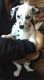 Dalmatian Puppies for sale in Carlsbad, CA, USA. price: NA