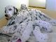 Dalmatian Puppies for sale in San Diego, CA, USA. price: NA