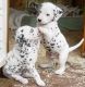 Dalmatian Puppies for sale in Dover, DE, USA. price: NA