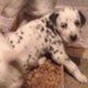 Dalmatian Puppies for sale in Little Rock, AR, USA. price: NA