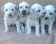Dalmatian Puppies for sale in Augusta, ME 04330, USA. price: NA