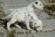 Dalmatian Puppies for sale in Helena, MT, USA. price: NA