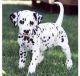 Dalmatian Puppies for sale in Arden, DE 19810, USA. price: NA