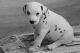 Dalmatian Puppies for sale in Jersey City, NJ, USA. price: NA