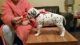 Dalmatian Puppies for sale in Bakersfield, CA, USA. price: NA