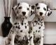 Dalmatian Puppies for sale in Columbus, MT 59019, USA. price: $500