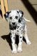 Dalmatian Puppies for sale in Boise, ID, USA. price: NA