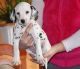 Dalmatian Puppies for sale in Boston, MA, USA. price: NA
