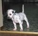 Dalmatian Puppies for sale in Cokeville, WY 83114, USA. price: NA