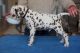 Dalmatian Puppies for sale in New York, NY, USA. price: NA
