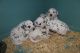 Dalmatian Puppies for sale in Duvall, WA 98019, USA. price: NA