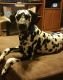 Dalmatian Puppies for sale in Gallipolis, OH 45631, USA. price: $550
