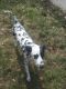 Dalmatian Puppies for sale in Union, NJ, USA. price: NA