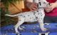 Dalmatian Puppies for sale in Baltimore, MD, USA. price: NA