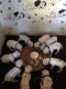 Dalmatian Puppies for sale in Tucson, AZ, USA. price: $550
