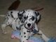 Dalmatian Puppies for sale in Atlanta, GA, USA. price: NA