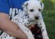 Dalmatian Puppies for sale in Chula Vista, CA, USA. price: NA