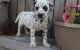 Dalmatian Puppies for sale in Atlanta, GA, USA. price: NA