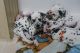Dalmatian Puppies for sale in Boulder, CO, USA. price: NA