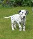 Dalmatian Puppies for sale in Laurel, MD, USA. price: NA