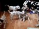 Dalmatian Puppies for sale in Alexandria, LA, USA. price: NA