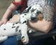Dalmatian Puppies for sale in Carlsbad, CA, USA. price: NA