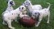 Dalmatian Puppies for sale in Santa Rosa, CA, USA. price: NA