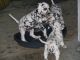 Dalmatian Puppies for sale in Burbank, CA, USA. price: NA