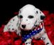 Dalmatian Puppies for sale in Birmingham, AL, USA. price: $400