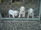Dalmatian Puppies for sale in Gales Creek, OR 97117, USA. price: NA