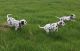 Dalmatian Puppies for sale in Philadelphia, PA, USA. price: NA