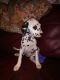 Dalmatian Puppies for sale in Louisville, KY, USA. price: NA