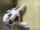 Dalmatian Puppies for sale in New Weston, OH 45348, USA. price: NA