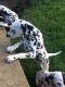 Dalmatian Puppies for sale in Denver County, CO, USA. price: NA