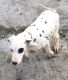 Dalmatian Puppies for sale in Minnesota St, St Paul, MN 55101, USA. price: NA