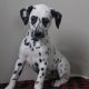 Dalmatian Puppies for sale in Canton, OH, USA. price: NA