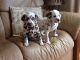 Dalmatian Puppies for sale in NJ-38, Cherry Hill, NJ 08002, USA. price: NA