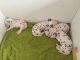 Dalmatian Puppies for sale in Oklahoma City, OK, USA. price: NA